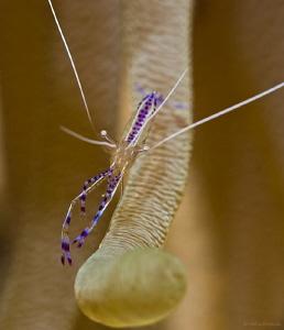 Pederson Cleaner Shrimp Bonaire by John Roach 